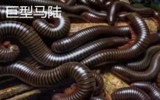 马陆虫有哪些品种,包括约安巨马陆、宽跗陇马陆、土马陆等种类