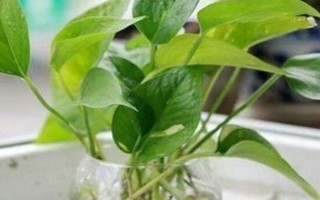 绿萝的水培方式,每隔3-7天换一次水