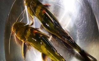 怎么清洗黄骨鱼，用水冲洗后再用开水烫一下