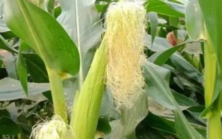 玉米香蕉穗的防治方法，保持适宜的密度可减少多穗发生