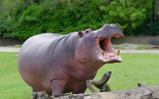 河马可以在陆地上生活吗，河马可以在陆地上生活