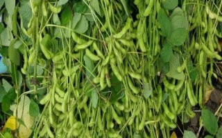 克豆64大豆种子简介,普通品种