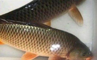 鲤鱼的品种，常见的有红鲤、丰鲤、锦鲤等