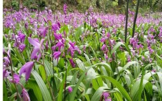 白芨种苗的价格，1株需要0.2-0.8元左右