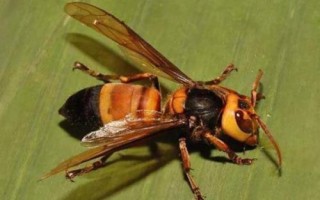 被虎头蜂蛰了怎么办，先用食醋等弱酸性溶液冲洗