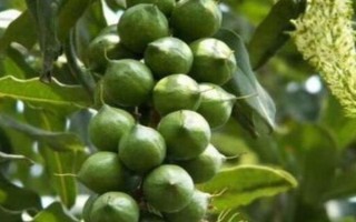 怎么栽培夏威夷果，干旱时坚持每天浇水1-2次