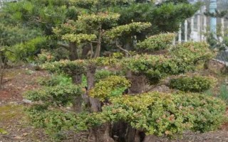 赤楠怎么养殖，要让植株接受全日照