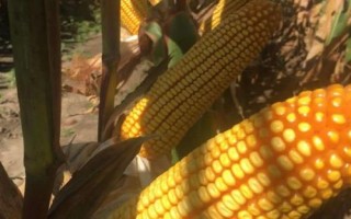 正红069玉米品种简介，中抗灰斑病