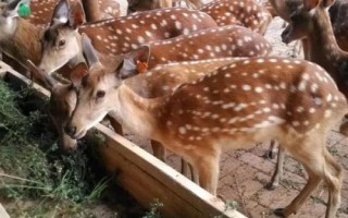 养鹿成本和利润，小型鹿场需投入49000元左右