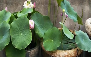 怎么在缸里养荷花，将它放到光照条件比较好的地方养护