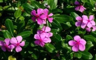 长春花的繁殖方法，可播种、扦插和组培繁殖