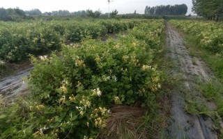 金银花适合在哪里种植，适合种植在山坡灌丛或疏林中