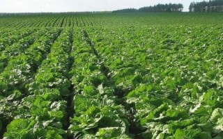 大白菜的病害防治技术，不同病害的防治方法不同