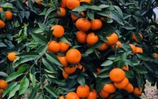 华美七号柑橘何时成熟，果实在10月中旬即成熟