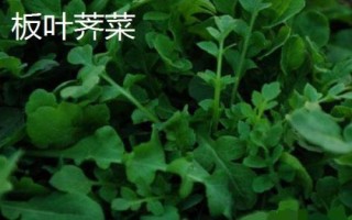 芥菜有哪些品种，常吃的有板叶荠菜和散叶荠菜