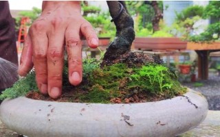 小叶紫檀是否怕冻，温度长期低于10℃会被冻死