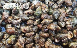 食用螺品种,田螺在各地湖泊中随处可见