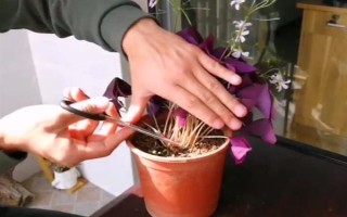 蝶恋花是哪种花,又叫紫叶酢浆草