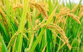 C两优673水稻种子介绍,大田每亩用种量0.85千克