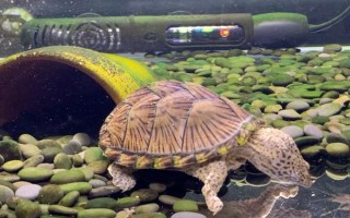 剃刀龟水肿能否自己恢复，器官受损或病变需进行药物治疗