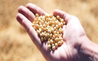 黑农75大豆品种的特性,低肥力地块22000株