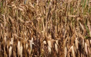 一亩玉米秸秆有多少斤，是根据玉米的品种来决定的