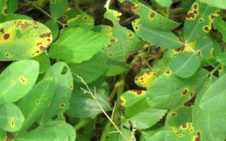 怎么防治花生褐斑病，重病田要和甘薯、玉米等作物轮作2年以上