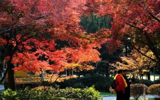 枫树在什么季节盛开，在每年的9-10月盛开