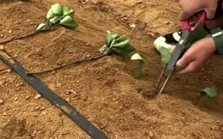 红薯的收获时间，通常是在9-11月份左右