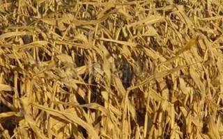 一亩玉米秸秆有多少斤，是根据玉米的品种来决定的