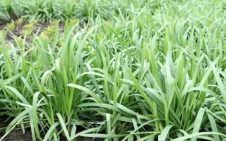 种植一亩大棚韭菜需要投资多少钱,平均每年需投入两万多元