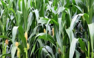 陇单5号玉米品种的特性，中抗丝黑穗病和茎腐病