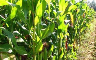 三北21玉米品种简介，种植密度3500株/亩左右