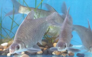 为什么鳊鱼比鲫鱼便宜，鳊鱼产量高且生产速度快