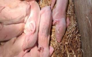 仔猪拉黄痢怎么处理，先对全窝的猪仔使用氯霉素等药物