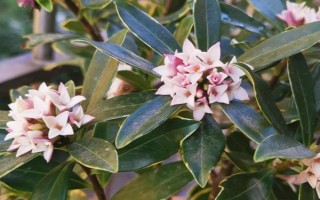 金边瑞香的开放次数，每年只开一次花