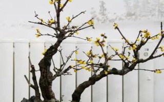 梅花的养殖方法，喜欢在阳光充足的条件下生长