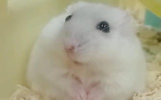 不洗澡的仓鼠会出现什么情况，容易感染细菌、引起皮肤病