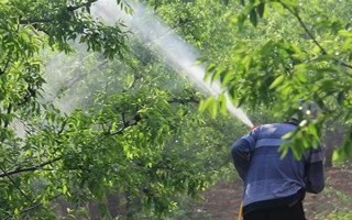 无患子树如何种植，在春季进行栽种为佳