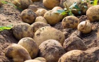 马铃薯的产地，甘肃、宁夏、东北等地方为主产区