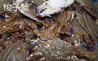 面包蟹和梭子蟹哪个好吃,各有风味