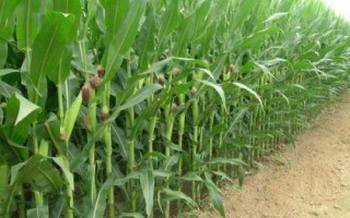 西南玉88玉米种子简介，中抗锈病