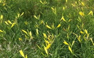 在大理如何种植黄花菜,可采用宽窄行的种植方式