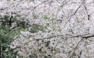 春天开哪些花，常见的有矮牵牛、杜鹃花等