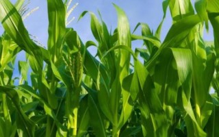 DK1777玉米品种简介，辽宁省春播生育期131天