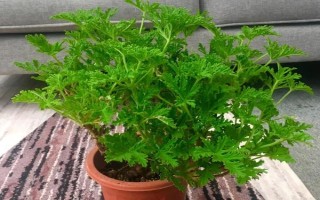 驱蚊草的盆栽方法，生长期和盛花期要定期追施肥液