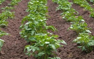 马铃薯晚疫病有什么症状，叶片发病会出现暗绿色水渍状斑点