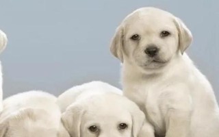 犬布氏杆菌病的诊断要点，以不发热体表淋巴结肿大为特征