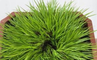 菖蒲有什么名贵品种，姬石菖每株售价25元左右