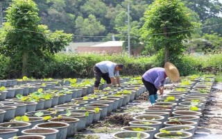 莲花的养殖方法，每天的晒光时长要超过7小时